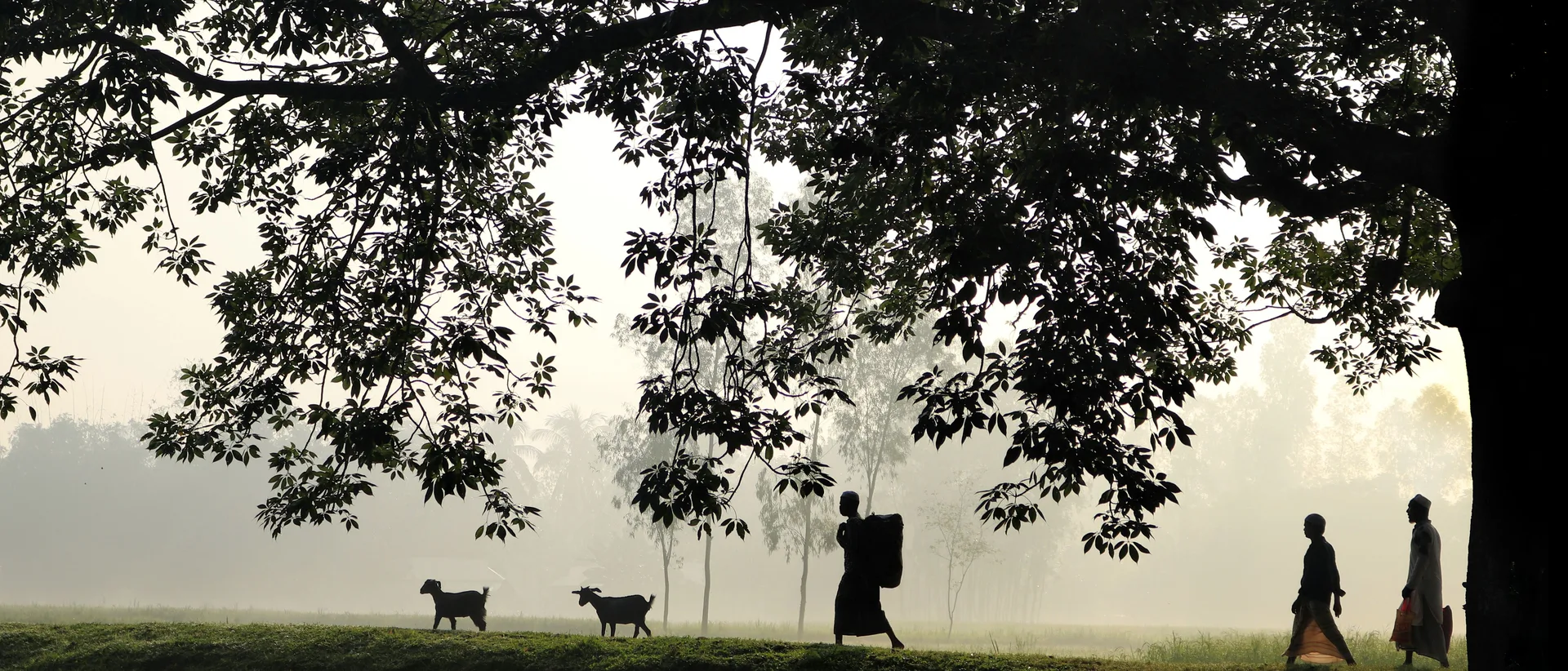 People and animals crossing a misty green field at dawn in rural India