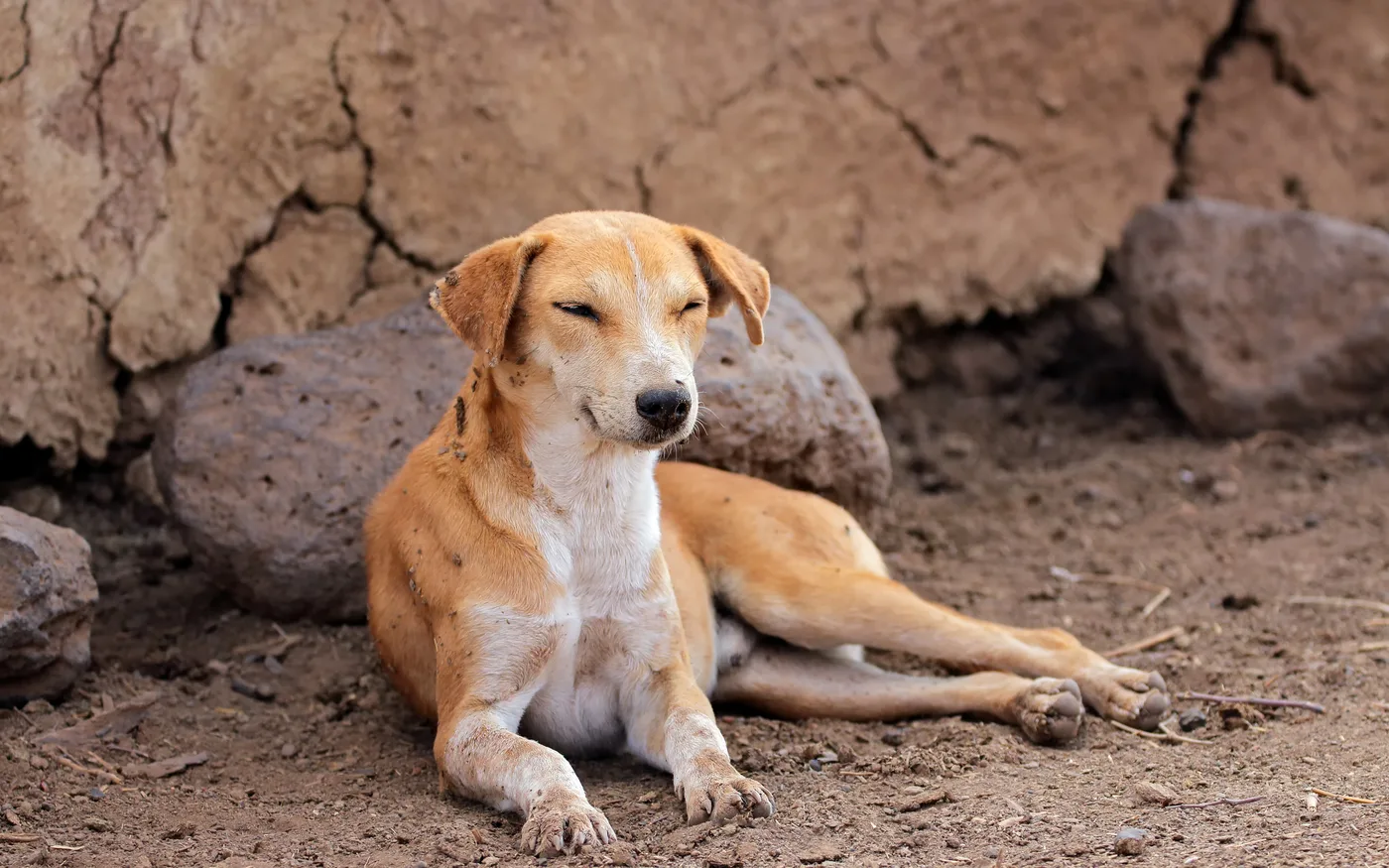 A calm indie dog resting on the ground in dappled light