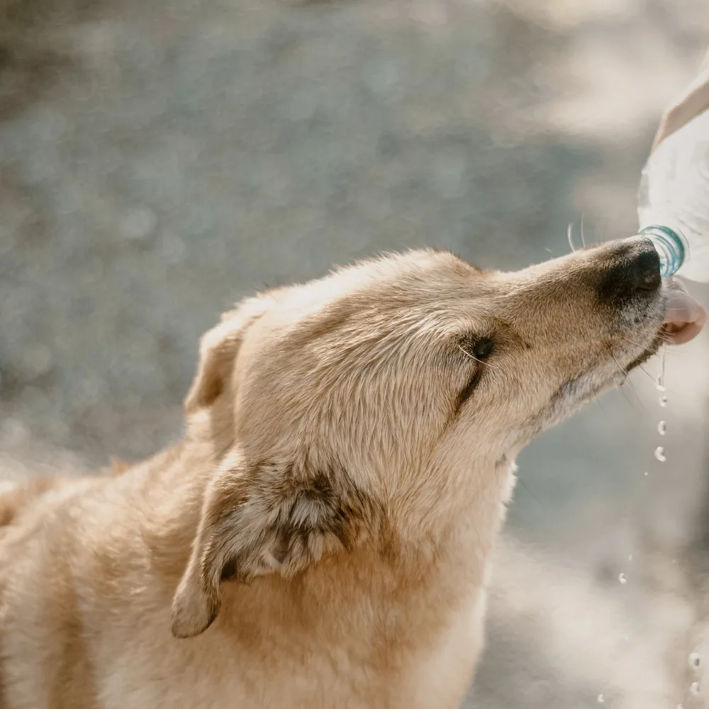 An indie dog being given drinking water from a bottle