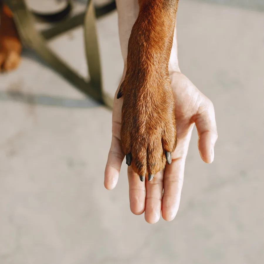 A person's hand gently holding a dog's paw