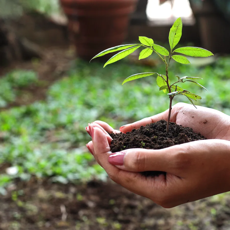 Hands cradling a young sapling in soil