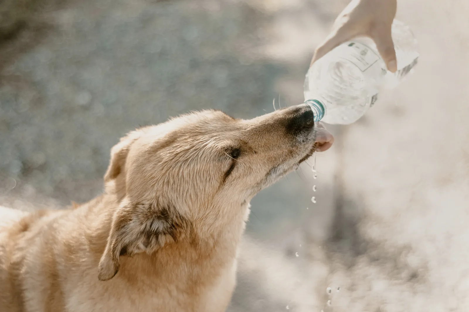 An indie dog being given drinking water from a bottle