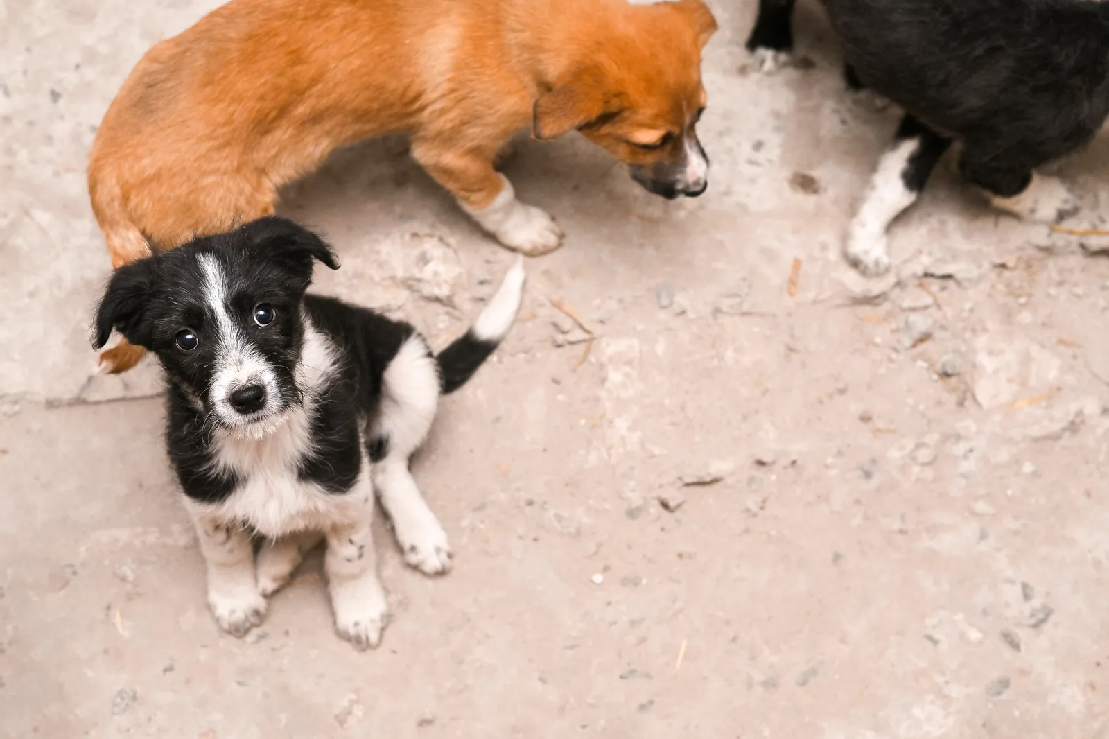 Indie puppies on a concrete street, one looking up curiously