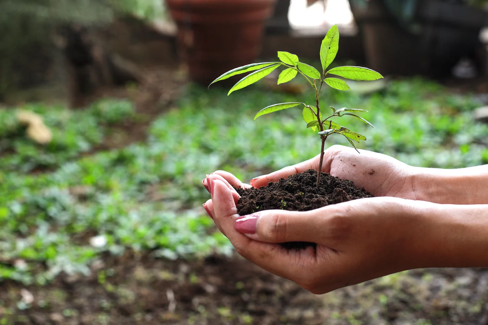 Hands cradling a young sapling in soil